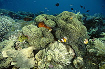Clark's Anemonefish (Amphiprion clarkii) and Golden Anemonefish (Amphiprion sandaracinos) and sea anemones on a shallow reef, Bali, Indonesia