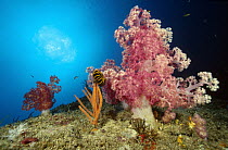 Soft Coral (Dendronephthya sp) and a small Gorgonian with a Crinoid clinging to it at Elephant's Head Rock, Andaman Sea, Thailand