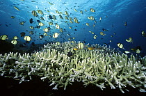 Reticulated Dasycllus (Dascyllus reticulatus) and several other kinds of small reef fish hover above a colony of Staghorn Coral, Bali, Indonesia