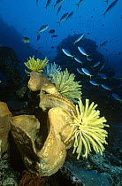 Yellow-tailed Fusiliers (Caesio cuning) swimming past a large sponge with several crinoids perching on it, Manado, North Sulawesi, Indonesia