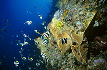 Bannerfish (Heniochus diphreutes) school, 45 meters deep on a reef wall swimming past a large Sponge and Crinoids, Manado, North Sulawesi, Indonesia