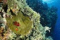 Spine-cheek Anemonefish (Premnas biaculeatus) living on a Bulb Tentacle Sea Anemone (Entacmaea quadricolor) on a reef wall, Manado, Indonesia