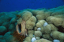 Giant Barrel Sponge (Xestospongia testudinaria) and coral, Manado, Sulawesi, Indonesia