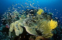 Sweeper (Parapriacanthus sp) and Basslet school (Pseudanthias sp) feeding in the currents above a coral plate covered with Crinoids, Papua New Guinea