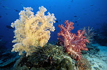 Soft Coral (Dendronephthya sp), red and yellow colonies, on a reef plateau at about 20 meters deep, Kimbe Bay, Papua New Guinea