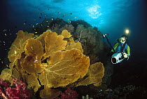 Soft Coral (Subergorgia mollis) and diver, Ko Tachi, Andaman Sea, Thailand