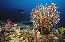 Sea Fan (Solenocaulon sp) growing amidst small Soft Corals (Dendronephthya sp), Andaman Sea, Thailand