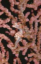 Pygmy Seahorse (Hippocampus bargibanti) clinging to a Gorgonian Coral Fan, Lembeh Straits, Sulawesi, Indonesia