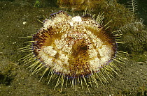 Fire Urchin (Asthenosoma varium) that is host to a pair of Coleman's Shrimp (Periclimenes colemani) and parasitic Snails (Leutzenia asthenosomae), Bali, Indonesia