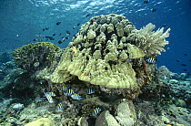 Sergeant Major (Abudefduf vaigiensis) group guarding the nests of eggs laid around the base of a large Bommie of hard coral, Indonesia