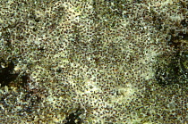 Sergeant Major (Abudefduf vaigiensis) eggs with the larval fish almost ready to hatch, Manado, North Sulawesi, Indonesia