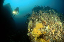 Diver swimming among boulders covered with Sponges, Golden Zoanthid and Gorgonian Sea Whips, Tasman Peninsula, Australia