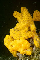 Painted Frogfish (Antennarius pictus) sitting at the base of a yellow sponge, Bitung, North Sulawesi, Indonesia
