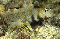 Spotted Prawn Goby (Amblyeleotris guttata) sharing a burrow with a Find-striped Snapping Shrimp (Alpheus ochrostriatus), Bali, Indonesia