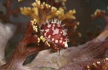 Cowry (Diminovula punctata) living on a Soft Coral (Dendronephthya sp) host, Bali, Indonesia
