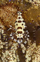 Coleman's Shrimp (Periclimenes colemani) pair living among the spines of a Fire Urchin (Asthenosoma varium), Milne Bay, Papua New Guinea
