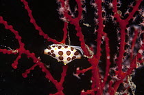 Rosewater's Ovulid (Crenavolva rosewateri) living on a Gorgonian Coral host, Bali, Indonesia