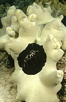 Black Egg Cowry (Ovula ovum) feeding on a colony of Leather Coral (Sarcophyton sp) on a shallow reef, Manado, North Sulawesi