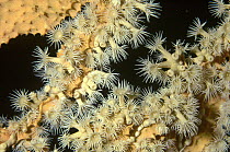 Cnidarian (Parazoanthus sp) growing on a sponge, Manado, North Sulawesi, Indonesia
