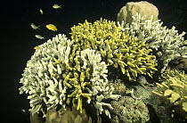 Hump Coral (Porites sp) colony, part of it exhibiting bleaching which occurs when a coral expels its Zooxanthellae possibly due to heat stress, Indonesia