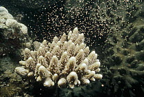Stony Coral (Acropora sp) colony releasing egg-sperm bundles during the annual mass coral spawning on the Great Barrier Reef, Queensland, Australia