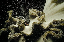 Leather Coral (Sarcophyton trocheliophorum) releasing egg-sperm bundles during mass spawning of corals on the Great Barrier Reef, Queensland, Australia