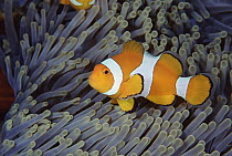 Clown Anemonefish (Amphiprion ocellaris) among the tentacles of a Magnificent Sea Anemone (Heteractis magnifica), Bali, Indonesia