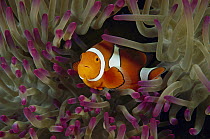 Blackfinned Clownfish (Amphiprion percula) in Magnificent Sea Anemone (Heteractis magnifica) tentacles, Great Barrier Reef, Queensland, Australia