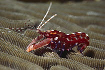 Brown Snapping Shrimp (Alpheus armatus) on coral, Bonaire, Netherland Antilles, Caribbean