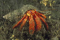 Left-handed Hermit Crab (Strigopagurus strigimanus) with algae-covered shell, Hobart, Tasmania, Australia