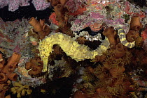 Seahorse (Hippocampus sp) next to corals, Andaman Sea, Thailand