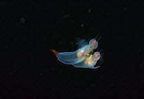 Naked Sea Butterfly (Clione limacina) mating, head tentacles and swimming wings are visible, York, Maine