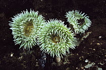 Giant Green Sea Anemone (Anthopleura xanthogrammica) trio in tide pool, browning wall, British Columbia, Canada