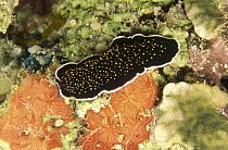 Yellow-spotted Flatworm (Thysanozoon nigropapillosum) portrait, Kimbe Bay, Papua New Guinea