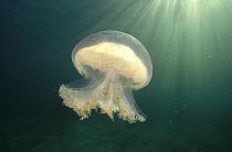 Bluebottle Jellyfish (Pseudorhiza haeckeli) floating, underwater, Edithburgh, South Australia