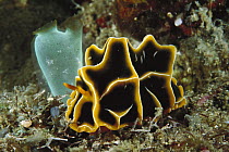 Dorid Nudibranch (Reticulidia halgerda) underwater, Lembeh Strait, Indonesia