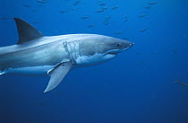 Great White Shark (Carcharodon carcharias) underwater portrait, side view, South Australia