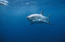 Great White Shark (Carcharodon carcharias) swimming, Neptune Islands, South Australia