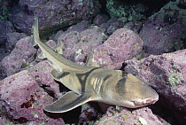 Port Jackson Shark (Heterodontus portusjacksoni), Jervis Bay, New South Wales, Australia