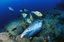 Grey Reef Shark (Carcharhinus amblyrhynchos) dead after its fins were cut off for shark fin soup, Thailand