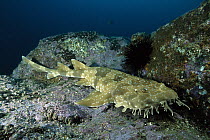 Spotted Wobbegong (Orectolobus maculatus) shark resting on rock, Forster-Tuncurry, New South Wales, Australia