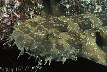 Spotted Wobbegong (Orectolobus maculatus) shark, close-up, underwater, Forster-Tuncurry, New South Wales, Australia