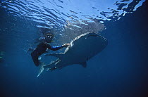 Whale Shark (Rhincodon typus) swimming with snorkeler touching it, Ningaloo Reef, Australia