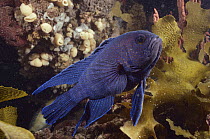 Western Blue Devil (Paraplesiops meleagris), Aldinga Reef, Australia