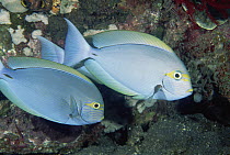 Elongate Surgeonfish (Acanthurus mata) pair, underwater, Bali, Indonesia