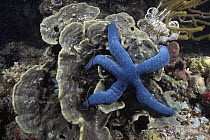 Blue Sea Star (Linckia laevigata) a common shallow reef sea star, Great Barrier Reef, Australia