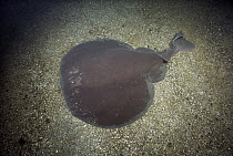 Atlantic Torpedo Ray (Torpedo nobiliana) stuns prey with up to 220 volts generated from electric organs located near its pectoral fins, York, Maine