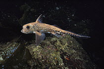 Spotted Ratfish (Hydrolagus colliei), Vancouver Island, British Columbia, Canada