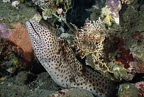 Honeycomb Moray Eel (Gymnothorax favagineus) in burrow, Bali, Indonesia