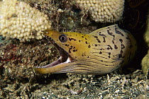 Dark-spotted Moray Eel (Gymnothorax fimbriatus) with open mouth, Milne Bay, Papua New Guinea
